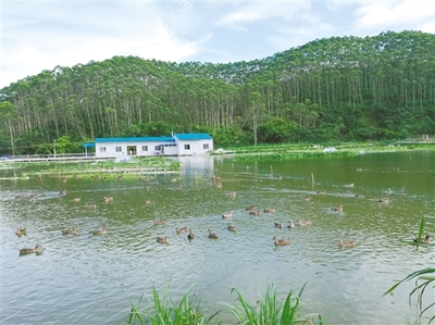 江門(mén)實(shí)踐 探尋農(nóng)村水污染生態(tài)治理的成功之道